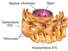 Структури клітин, які забезпечують процеси метаболізму » Біологія